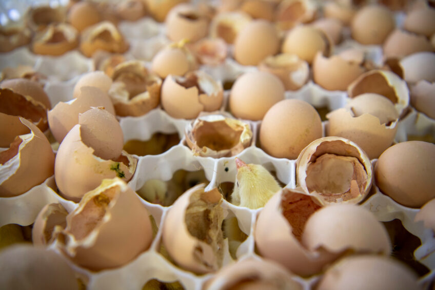 The high hatching egg prices are prompting major markets in the Middle East to scale up their own production. Photo: Mark Pasveer