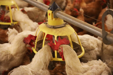 Behavioural parameters are not reliable indicators of hunger in breeders. Photo: Henk Riswick