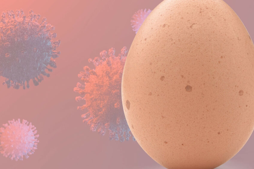 In the fight against avian influenza, there is an urgent need for cross-sector collaboration and science-led strategies, including vaccination in laying hens. Photo: Canva