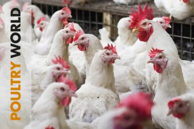 Breeding and the US hatchability crisis in Poultry World 3