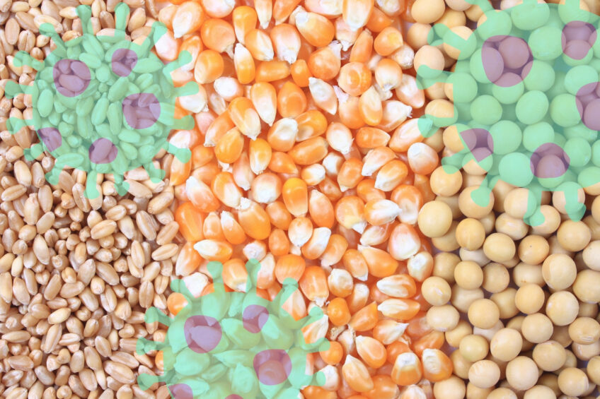 The findings show that addressing mycotoxin contamination in feed crops such as wheat, maize and soybean is important for achieving sustainable, low-carbon and profitable poultry production. Photo: Canva
