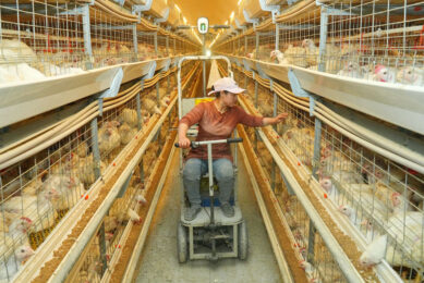 Although last year's poultry industry output exceeded many forecasts, financially, Chinese poultry farmers are not doing particularly well. Photo: ANP.