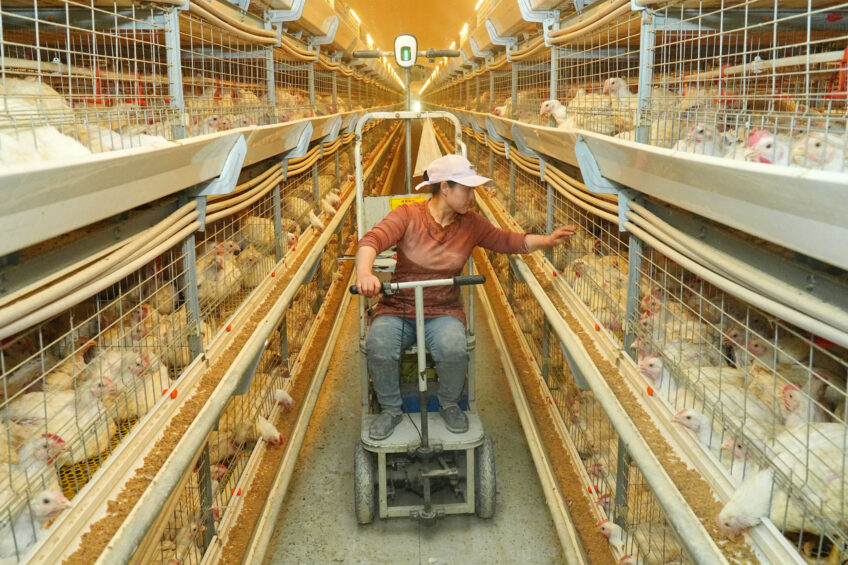 Although last year's poultry industry output exceeded many forecasts, financially, Chinese poultry farmers are not doing particularly well. Photo: ANP.