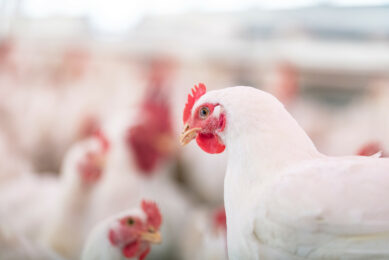 Photo: Alltech