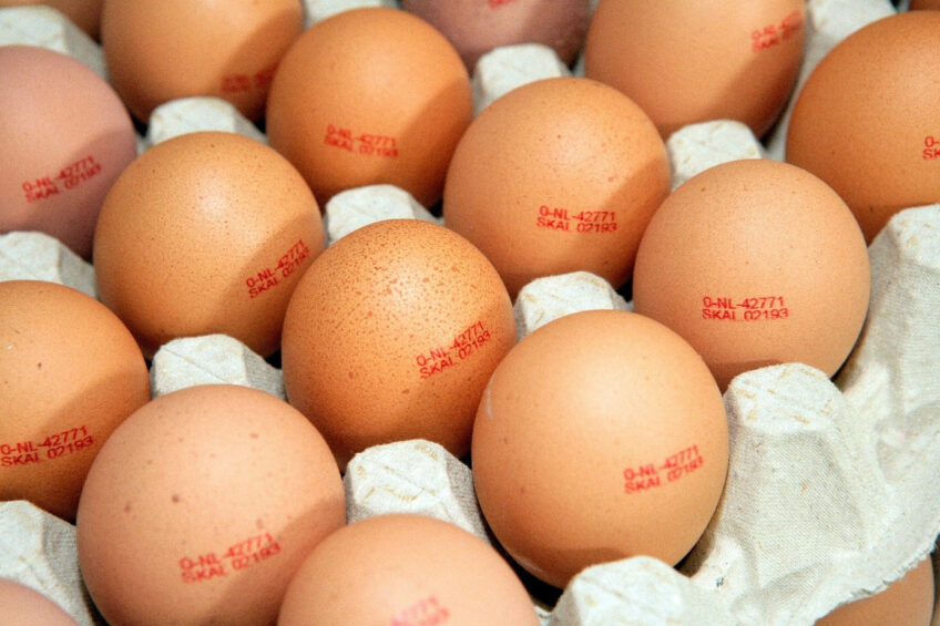The European poultry sector, in particular, fears cheap imports from Ukraine. Photo: Henk Riswick