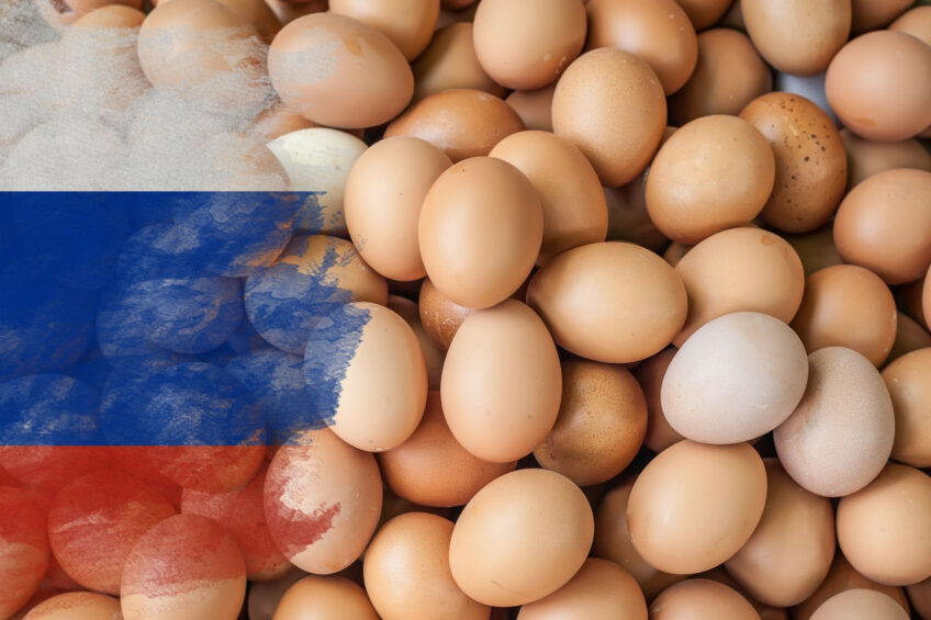 Russian environmental protection community has intensified its efforts to convince authorities to adopt strict animal welfare rules to prevent the cases that have recently occurred in the egg industry. Photo: Canva