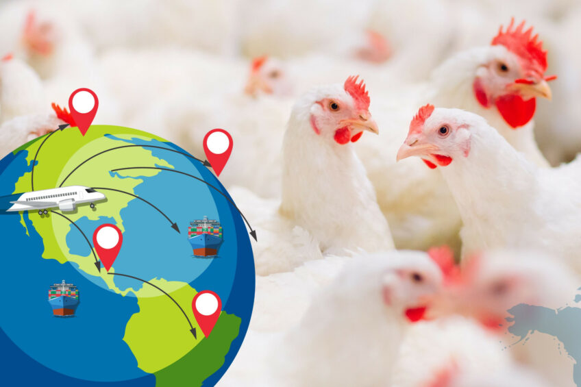 Chicken markets are expected to remain robust through 2025. Photo: Canva