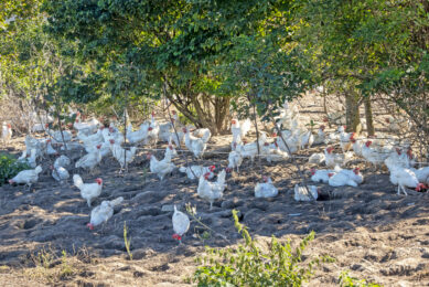 In nature, layers have the tendency to prevent heat stress, whereas in more intensive production systems they need some support to cope with heat. Photo: Koos Groenewold