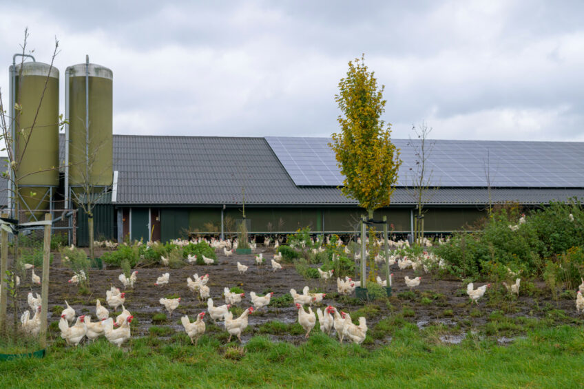 The rules for keeping livestock will be changed over the coming years in the Netherlands. Photo: Frank Uijlenbroek
