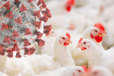 Over the last few weeks, highly pathogenic avian influenza has been reported in several locations across the UK. Photo: Canva