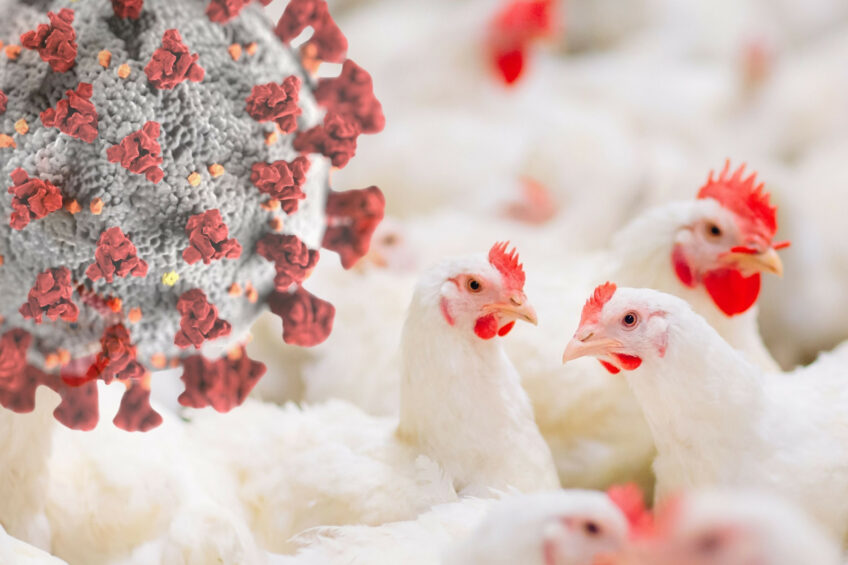 Over the last few weeks, highly pathogenic avian influenza has been reported in several locations across the UK. Photo: Canva