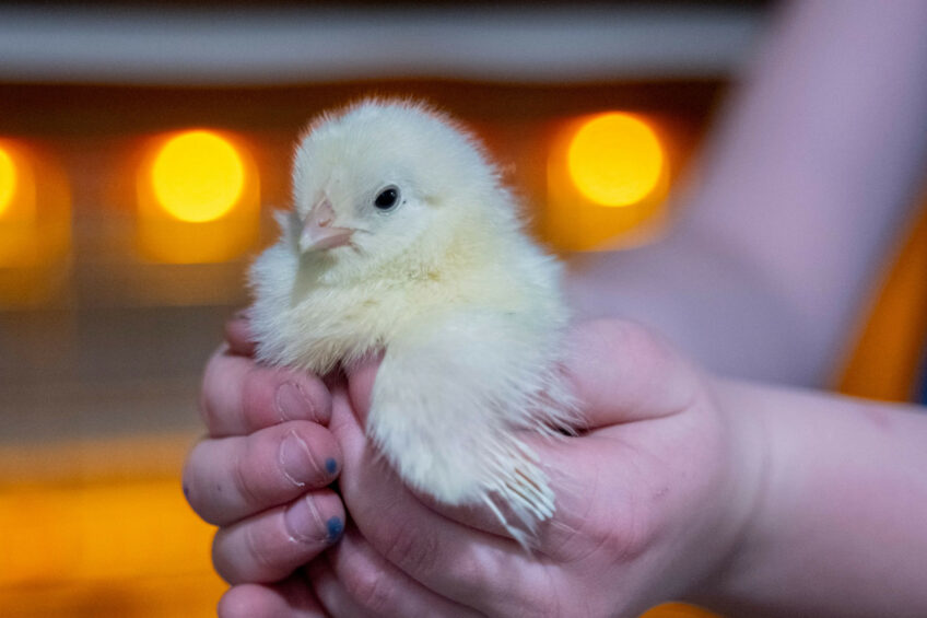 The 2026 Student Award of Excellence competition provides a platform for students from across the globe to present research that advances animal welfare. Photo: Bram Becks Fotografie
