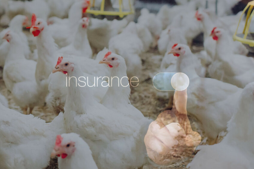 As one of the only insurers still offering avian influenza cover in the UK, members wishing to take out a policy with NFU Mutual should act fast as the window to apply will close on 1 September. Photo: Canva