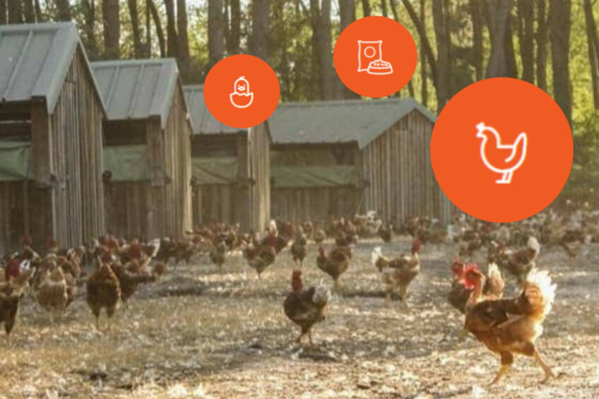 Maïsadour will lend a helping hand to the French chicken sector to better meet the rising demand, curb the high level of imports, and comply with the stricter requirements that society imposes on the industry. Photos: Maïsadour