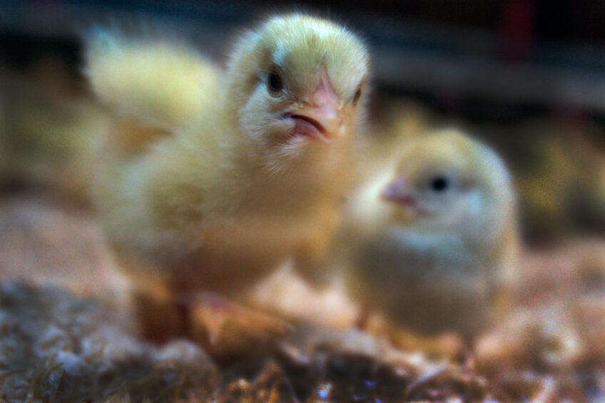 A few hours of darkness does not hinder broiler chick development, according to a recent study. Photo Koos Groenewold