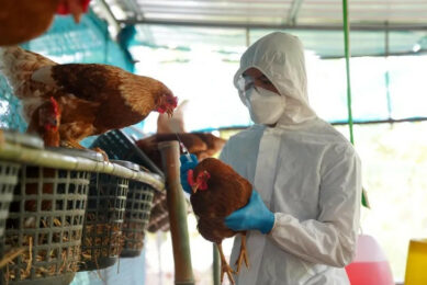 Laboratory tests have confirmed the infection of avian influenza at a layer fam in Los Toldos, Buenos Aires province. Photo: Secretaría de Agricultura, Ganadería y Pesca de Argentina