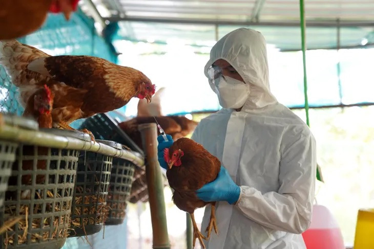 Laboratory tests have confirmed the infection of avian influenza at a layer fam in Los Toldos, Buenos Aires province. Photo: Secretaría de Agricultura, Ganadería y Pesca de Argentina