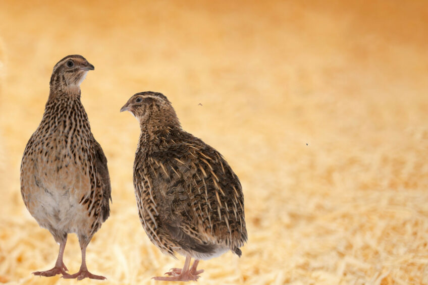 Scientists have called on quail feed manufacturers to look into opportunities offered by poultry droppings treated by a probiotic bacterial strain as a protein-rich feed additive. Photo: Canva