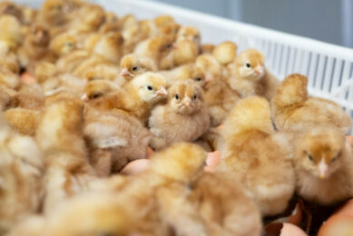 These hatched brown layer hens were in-ovo sex determined by Cheggy technology. Photo: NestFresh