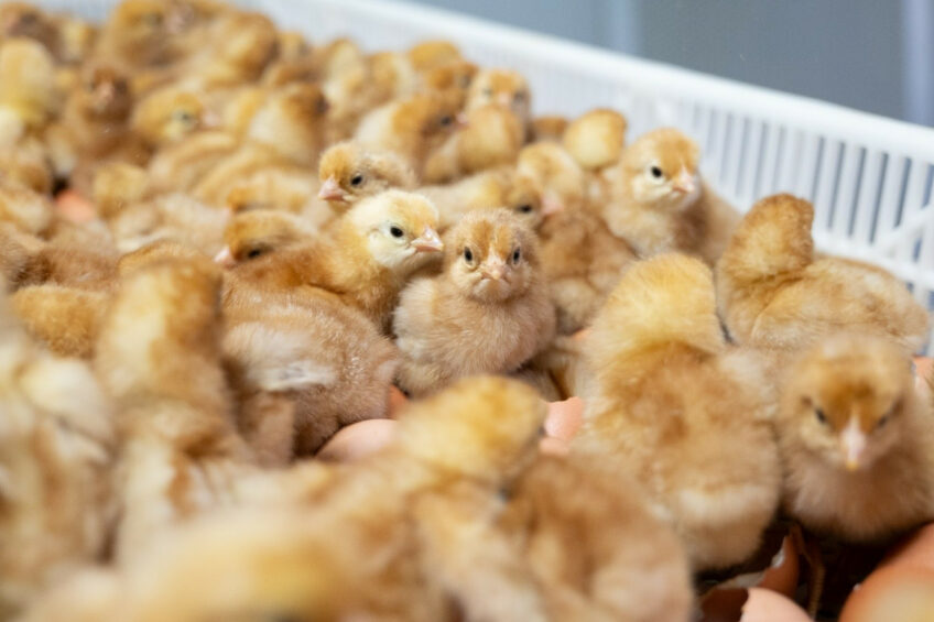 These hatched brown layer hens were in-ovo sex determined by Cheggy technology. Photo: NestFresh