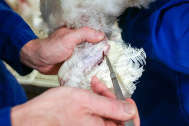 The presence of the reticuloendotheliosis virus in the Netherlands came at a surprise in 2024. Exported birds have been tested for years, with no virus found. Photo: Bert Jansen