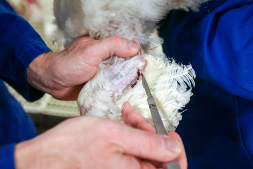 The presence of the reticuloendotheliosis virus in the Netherlands came at a surprise in 2024. Exported birds have been tested for years, with no virus found. Photo: Bert Jansen
