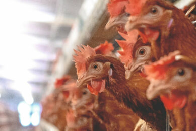 Hendrix Genetics, headquartered in Boxmeer, North Brabant, in the Netherlands, is a global player in layer poultry genetics. It holds several well-known chicken brands including Babcock, Hisex and Dekalb. Photo: Hendrix Genetics