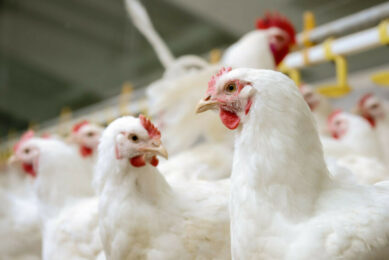 Research has shown that supplementing pullet diets with Bs29784 enhances digestive performance and is associated with beneficial gut microbiota markers. Photo: Adisseo