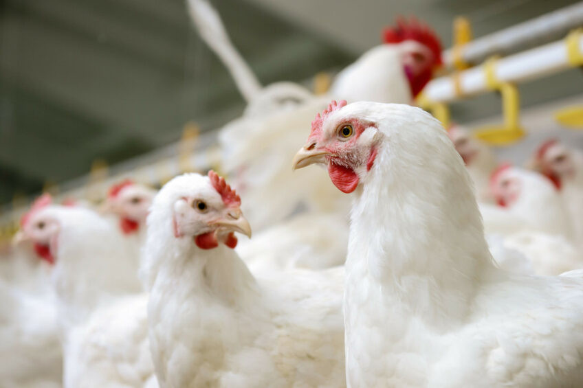 Research has shown that supplementing pullet diets with Bs29784 enhances digestive performance and is associated with beneficial gut microbiota markers. Photo: Adisseo