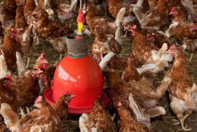 Only a healthy flock can reach its genetic potential. Photo: Ronald Hissink