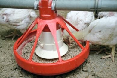 GAA presents a valuable opportunity to boost energy metabolism and reduce feed costs by sparing both dietary arginine and energy. Photo: Jan Willem Schouten