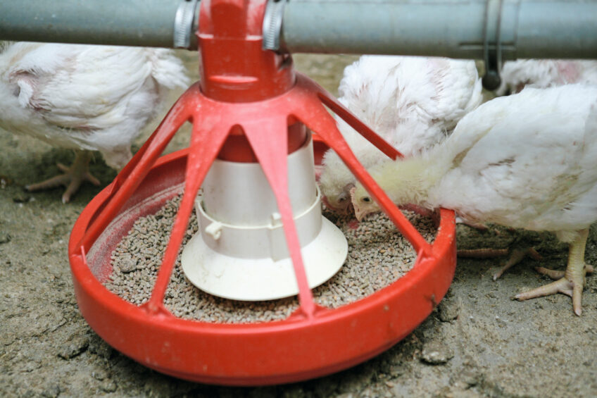 GAA presents a valuable opportunity to boost energy metabolism and reduce feed costs by sparing both dietary arginine and energy. Photo: Jan Willem Schouten
