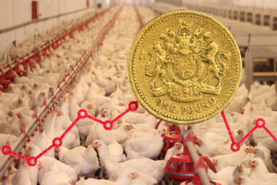 British poultry business contributes billions to the economy