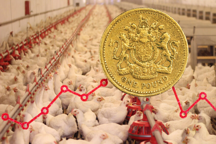 British poultry business contributes billions to the economy