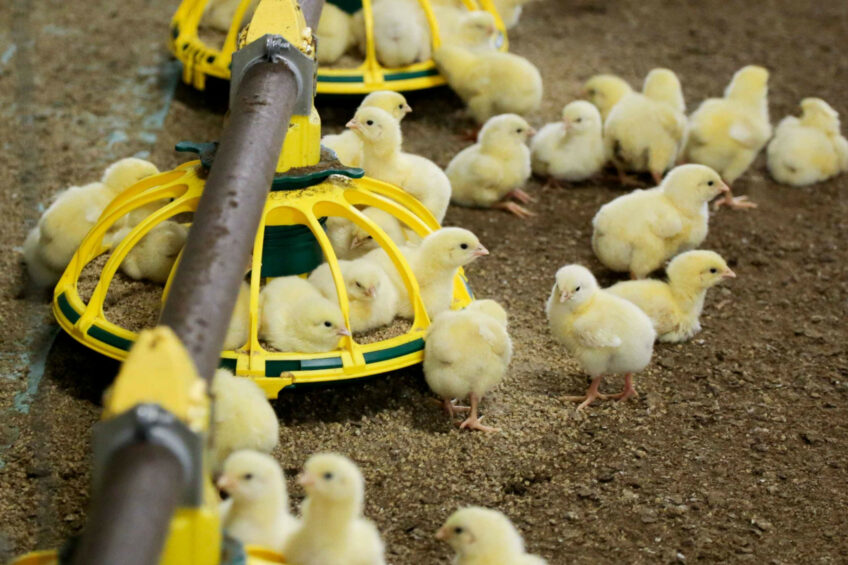 Producers have been told that nobody has succeeded in building a new free-range unit in a nutrient neutrality catchment since the rules came into force 3 years ago. Photo: Jan Willem van Vliet