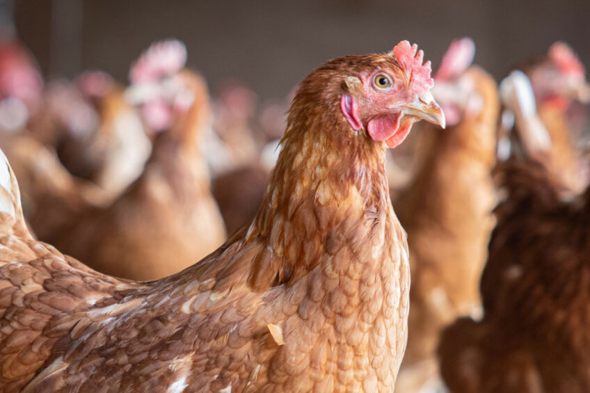 The toolkit includes several communication materials, translated in all EU languages, that support farmers in preventing the introduction and spread of avian influenza on their farms. Photo: Peter Roek