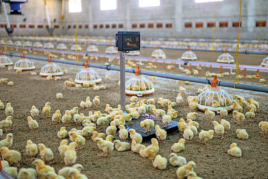 Regularly weighing a representative sample of birds gives valuable insight into growth consistency. Photo: Easycheck Big Dutchman