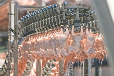 The reintroduction of quotas and duties on Ukrainian poultry imports has brought back a degree of predictability to the European market. Photo: Koos Groenewold
