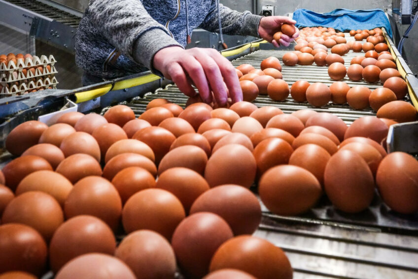 One of the biggest challenges facing egg producers will be deciding on how and where to produce, especially as resource availability, sustainability, and geopolitical tensions become more pressing. Photo:  Jan Willem van Vliet