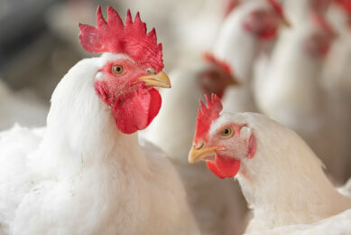 Given evolving global challenges, there is more need than ever for greater flexibility and resilience in poultry diet formulation, including the use of alternative plant proteins and feed additives. Photo: Marcel Rob