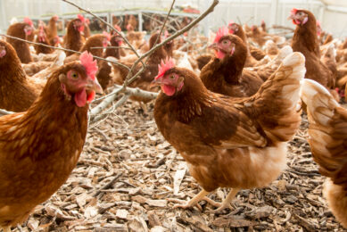 The right dietary choices are crucial for ensuring optimal digestive function and overall well-being in chickens. Photo: Koos Groenewold