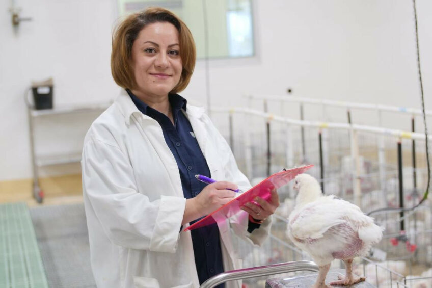 Dr Soumeh and a team of researchers believe that this alternative to imported soybean meal would help support Australia's chicken industry and reduce the sector’s impact on the environment. Photo: the University of Queensland