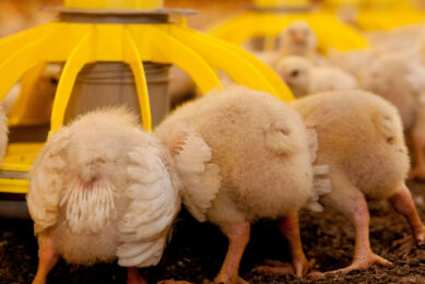 Consumers of GLP-1 drugs are shifting away from high-fat meats and favouring leaner options such as poultry or fish. Photo: Mark Pasveer