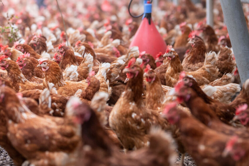 At the global Avian Influenza Summit, global experts will update integrated risk management against emerging avian influenza virus strains compromising welfare and profitability in your operation. Photo: Mark Pasveer