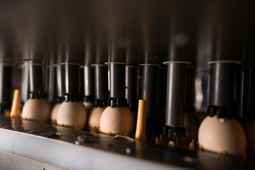 For large hatcheries processing millions of eggs per month, gaps in accuracy can mean a significant loss. Photos: Zoetis