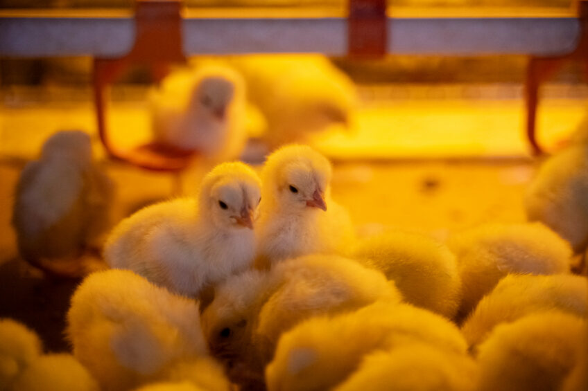 Until now, animal welfare has lacked a standardised metric that can be integrated alongside financial and environmental indicators. Photo: Bram Becks Fotografie