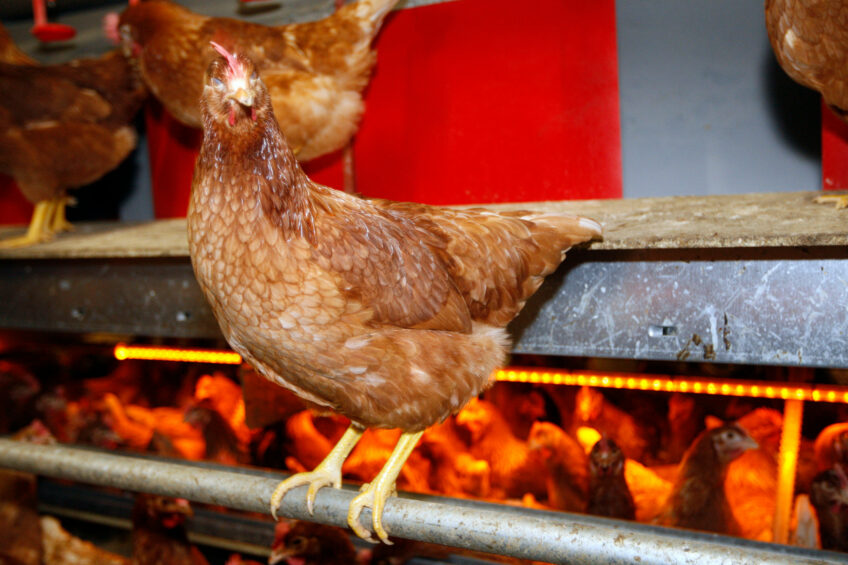 According to Siemen van Berkum of Wageningen Economic Research, there will be a contraction in the production of both beef and poultry meat in the Netherlands. Photo: Bert Jansen