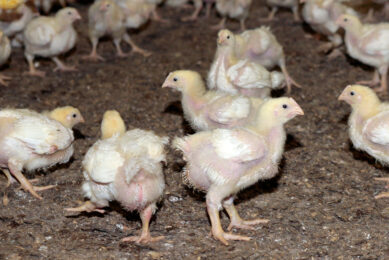 In the first 8 months of 2025, the Netherlands ranked first in the list of the largest importers of Ukrainian poultry. Photo: Ton Kastermans