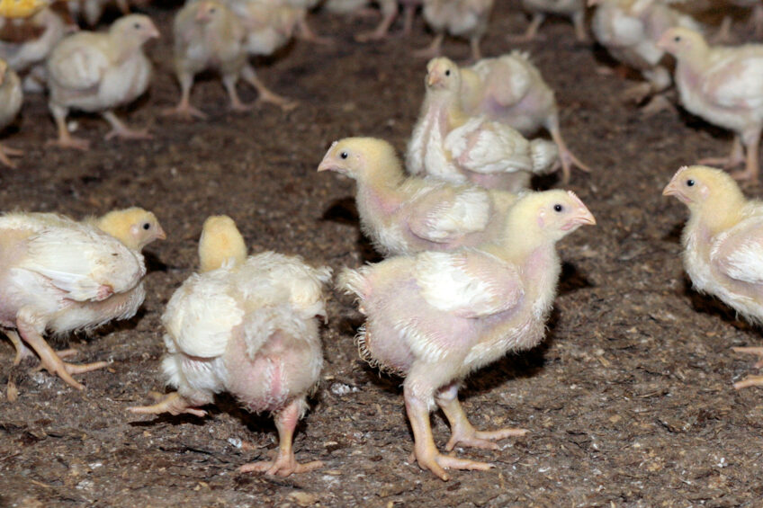 In the first 8 months of 2025, the Netherlands ranked first in the list of the largest importers of Ukrainian poultry. Photo: Ton Kastermans