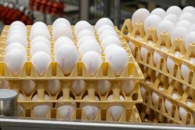 Rabobank: US egg industry’s strategic reinvention